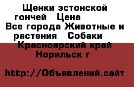 Щенки эстонской гончей › Цена ­ 7 000 - Все города Животные и растения » Собаки   . Красноярский край,Норильск г.